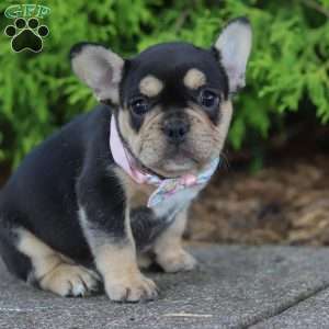 Sunbeam, French Bulldog Puppy
