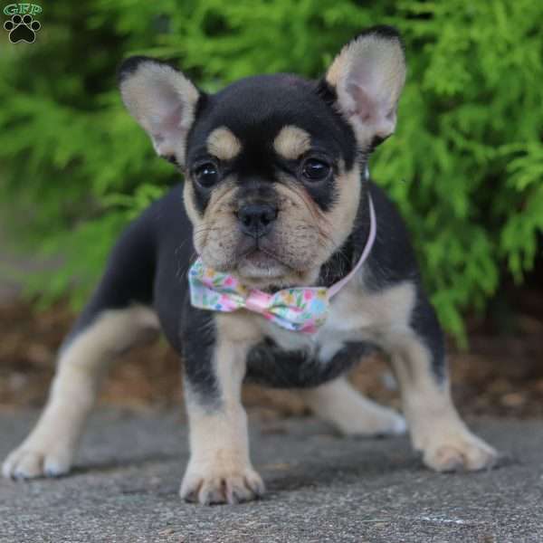 Sunbeam, French Bulldog Puppy