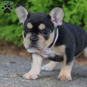 Sunbeam, French Bulldog Puppy