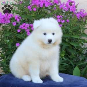 Sundance, Samoyed Puppy