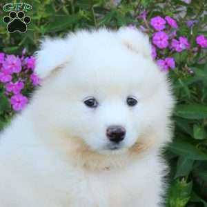 Sundance, Samoyed Puppy