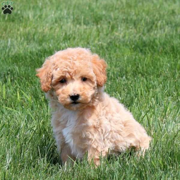 Sunflower, Bich-Poo Puppy