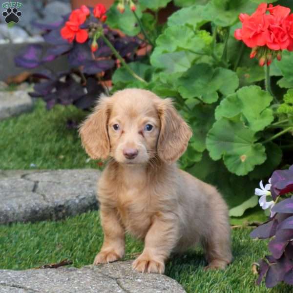 Sunny-Mini, Dachshund Puppy