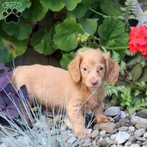 Sunny-Mini, Dachshund Puppy