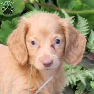 Sunny-Mini, Dachshund Puppy
