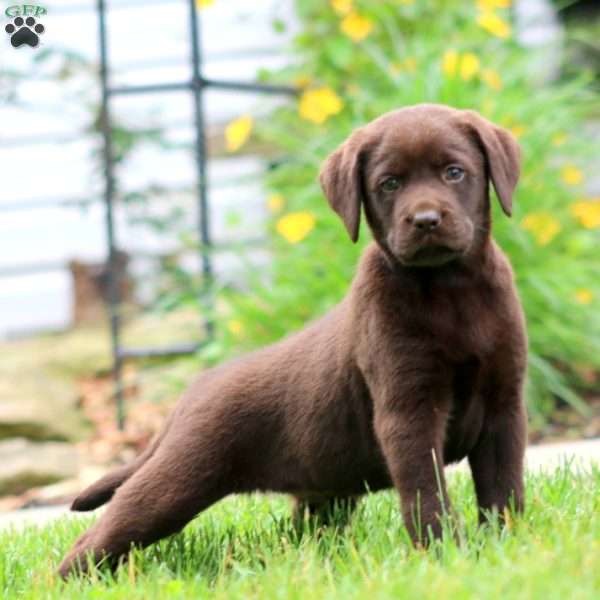 Sunny, Chocolate Labrador Retriever Puppy
