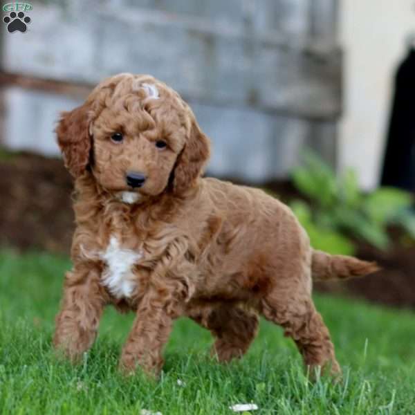 Sunny, Miniature Poodle Mix Puppy