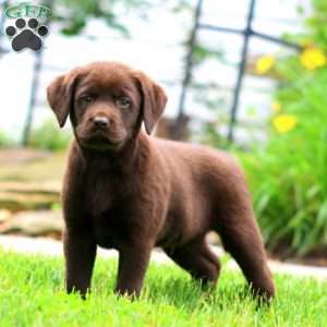 Sunny, Chocolate Labrador Retriever Puppy
