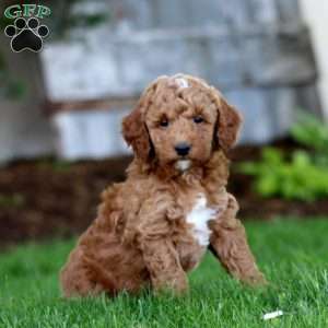 Sunny, Miniature Poodle Mix Puppy