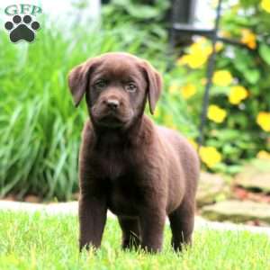 Sunny, Chocolate Labrador Retriever Puppy