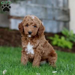 Sunny, Miniature Poodle Mix Puppy