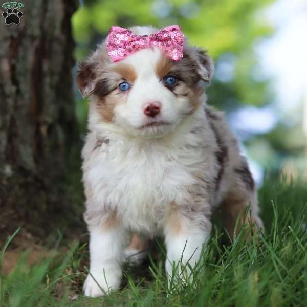 Sunset, Miniature Australian Shepherd Puppy
