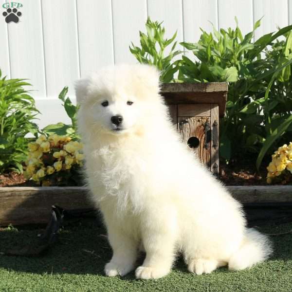 Sunshine, Samoyed Puppy