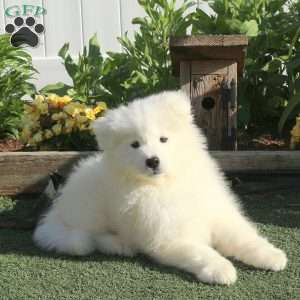 Sunshine, Samoyed Puppy