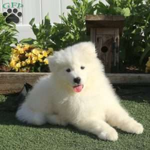 Sunshine, Samoyed Puppy