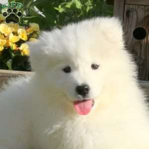 Sunshine, Samoyed Puppy