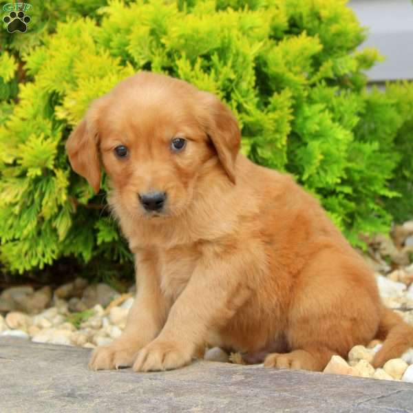 Super, Golden Retriever Puppy