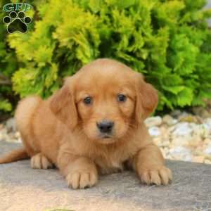 Super, Golden Retriever Puppy