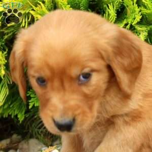 Super, Golden Retriever Puppy