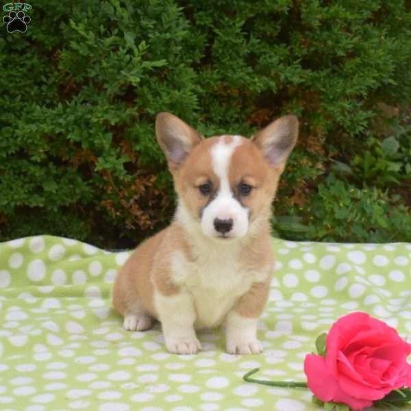 Surge, Pembroke Welsh Corgi Puppy