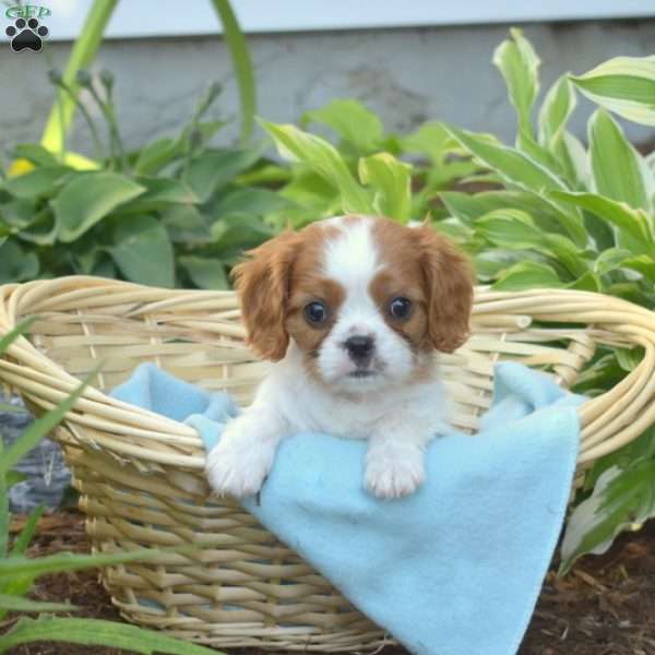 Surge, Cavalier King Charles Spaniel Puppy