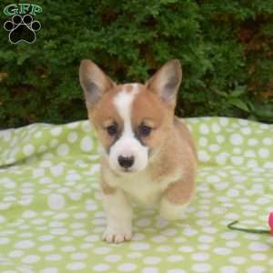 Surge, Pembroke Welsh Corgi Puppy