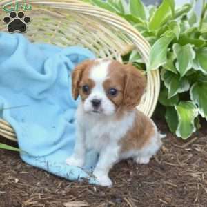 Surge, Cavalier King Charles Spaniel Puppy