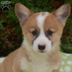 Surge, Pembroke Welsh Corgi Puppy