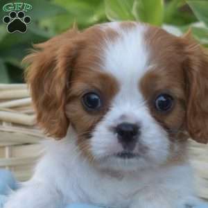 Surge, Cavalier King Charles Spaniel Puppy