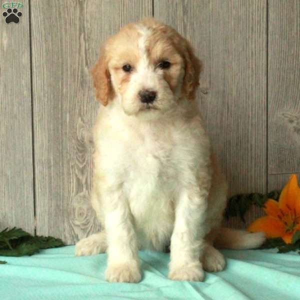 Sus, Borderdoodle Puppy