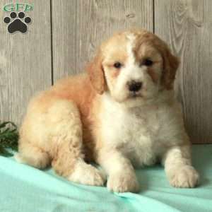 Sus, Borderdoodle Puppy