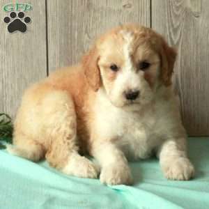 Sus, Borderdoodle Puppy