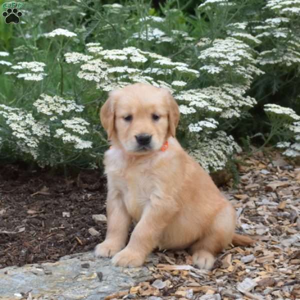 Suzi, Golden Retriever Puppy