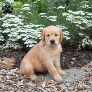 Suzi, Golden Retriever Puppy