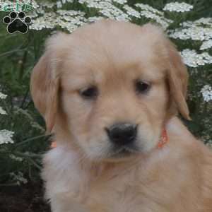 Suzi, Golden Retriever Puppy