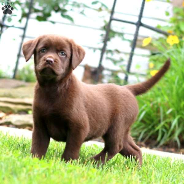 Suzy, Chocolate Labrador Retriever Puppy