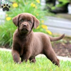 Suzy, Chocolate Labrador Retriever Puppy