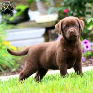 Suzy, Chocolate Labrador Retriever Puppy