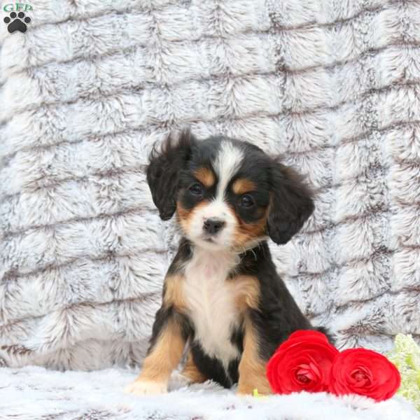 Sweetheart, Miniature Bernese Mountain Dog Puppy