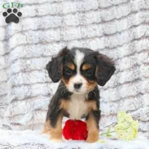Sweetheart, Miniature Bernese Mountain Dog Puppy
