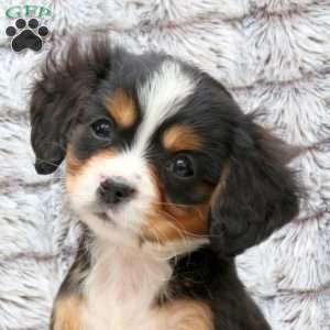 Sweetheart, Miniature Bernese Mountain Dog Puppy