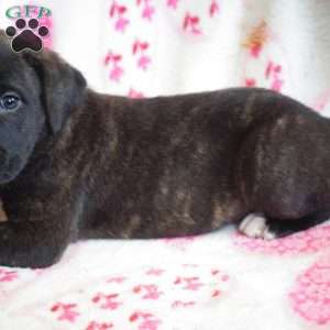 Sweetie, Labrador Mix Puppy