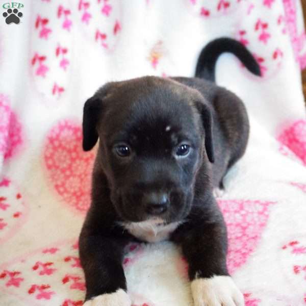 Sweetie, Labrador Mix Puppy