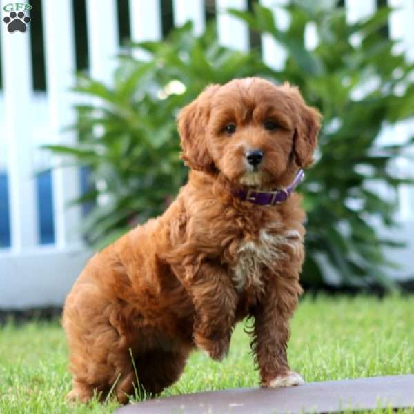 Sweets, Mini Goldendoodle Puppy