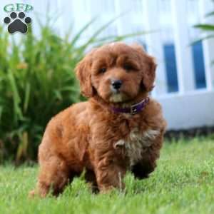 Sweets, Mini Goldendoodle Puppy