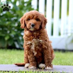 Sweets, Mini Goldendoodle Puppy