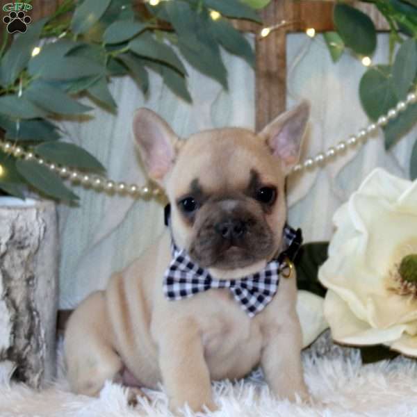 Sycamore Knoll, French Bulldog Puppy