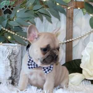 Sycamore Knoll, French Bulldog Puppy