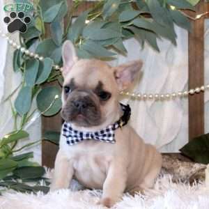 Sycamore Knoll, French Bulldog Puppy