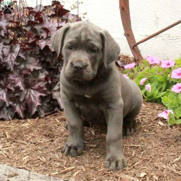 Tabby, Cane Corso Puppy